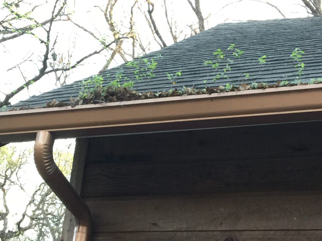 This is not what they mean by a "Green Roof"